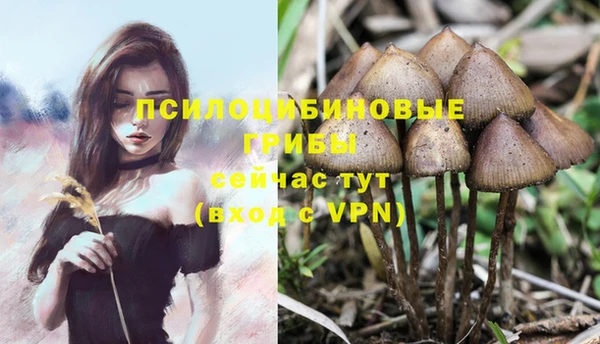 ГАЛЛЮЦИНОГЕННЫЕ ГРИБЫ Беломорск
